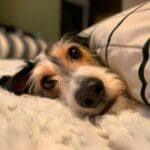 10 astuces pour créer un sanctuaire de sommeil parfait pour votre chien