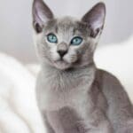 Le guide ultime pour adopter et prendre soin d’un chaton british shorthair