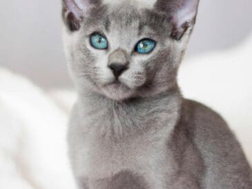 decouvrez-les-mysteres-captivants-des-adorables-chatons-russes-bleus
