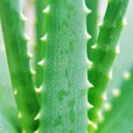 Découvrez la vérité sur la griffonia simplicifolia : faut-il vraiment s’en méfier ?