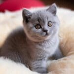 Les secrets fascinants des chatons russes bleus révélés !