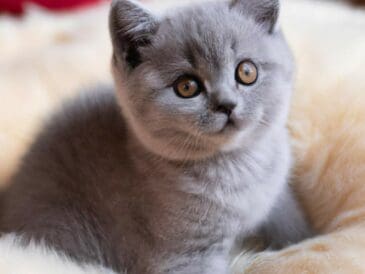 decouvrez-tous-les-secrets-pour-adopter-et-chouchouter-votre-chaton-british-shorthair
