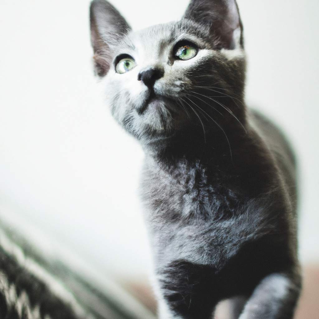 les-secrets-fascinants-des-chatons-russes-bleus-reveles