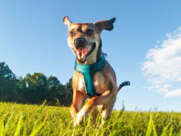 protegez-votre-chien-contre-la-maladie-de-lyme-avec-ces-7-astuces-incontournables