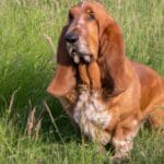 Le schnauzer nain : Tout ce que vous devez savoir sur cette adorable race de chien !