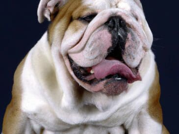 bulldog-continental-decouvrez-le-charme-irresistible-et-les-secrets-de-cette-race-de-chien