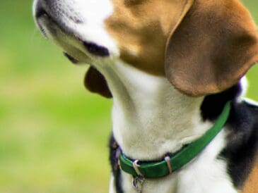 decouvrez-les-secrets-du-beagle-une-race-de-chien-irresistible