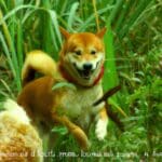 Le Griffon Bleu de Gascogne : le chien de chasse par excellence
