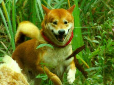 decouvrez-pourquoi-le-shiba-inu-est-la-race-de-chien-japonaise-la-plus-fascinante