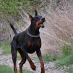 Basset Fauve de Bretagne : Tout ce que vous devez savoir sur cette race de chien unique !