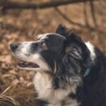 Les Rottweilers : Tout ce que vous devez savoir sur cette race puissante et protectrice