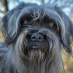 Shiba Inu : Découvrez le caractère unique de cette race de chien japonaise !