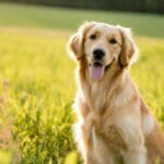 Découvrez les secrets fascinants sur le Cavalier King Charles, une race canine pleine de charme et de tendresse