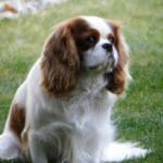 Le Beagle : Tout ce que vous devez savoir sur cette race de chien pleine de charme
