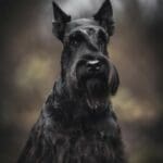 Le Dog Argentin : Tout ce que vous devez savoir sur cette race majestueuse